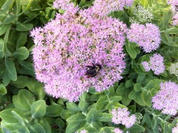 Pollinating Away on a Sedum