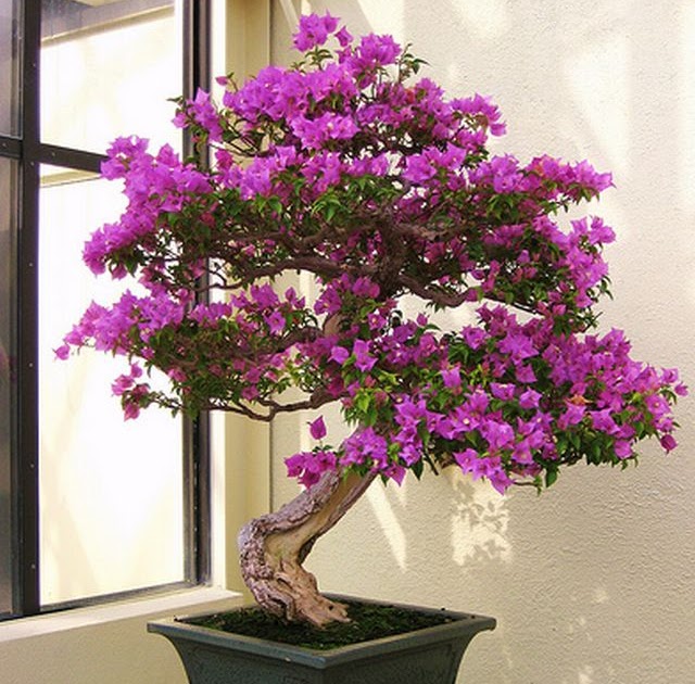 variedades ilimitadas..... BONSAIO QUE E