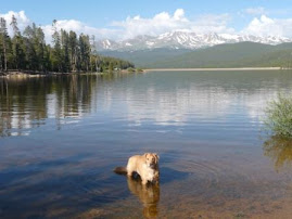 Sackee waiting patiently for me to throw a stick