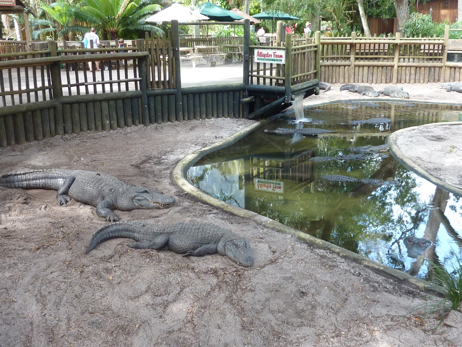 Orlando Günlüğü Alligator Farm