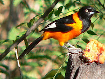 Icterus jamacaii (corrupião, sofrê)