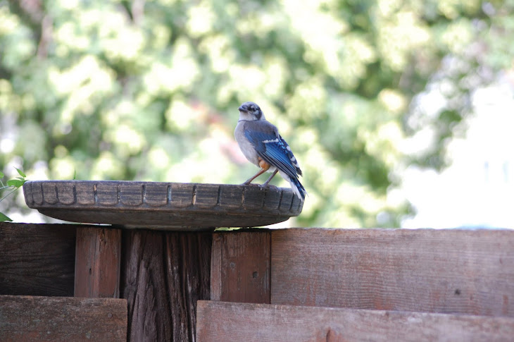 BlueJay