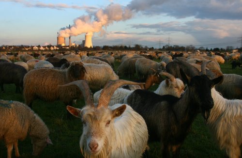[cabras.bmp]