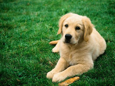 Dogs Desktop Wallpapers Desktop Wallpapers Of Dogs. Dogs Desktop Wallpapers