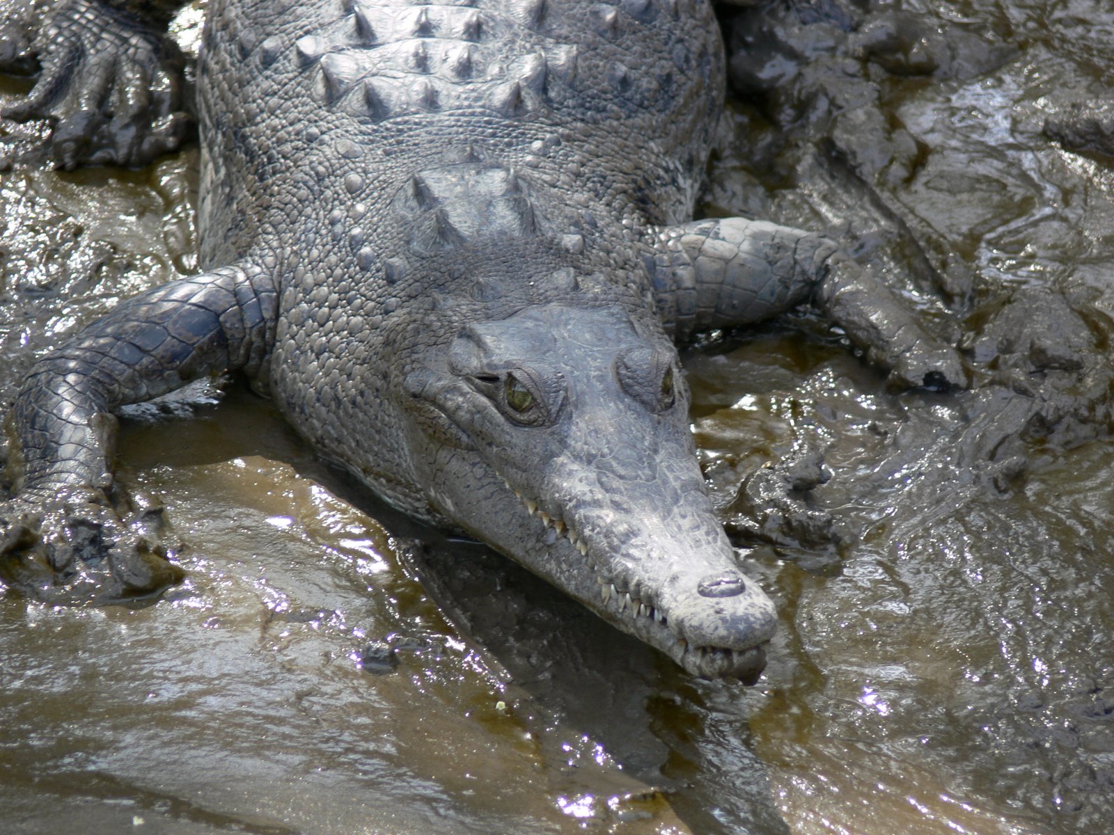 [1-4-09+Crocodile,+close+up+0590+P1000981.JPG]
