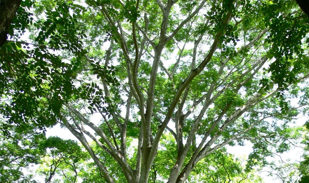 Tamarindo, Costa Rica Daily Photo Guanacaste Costa Rica's National Tree