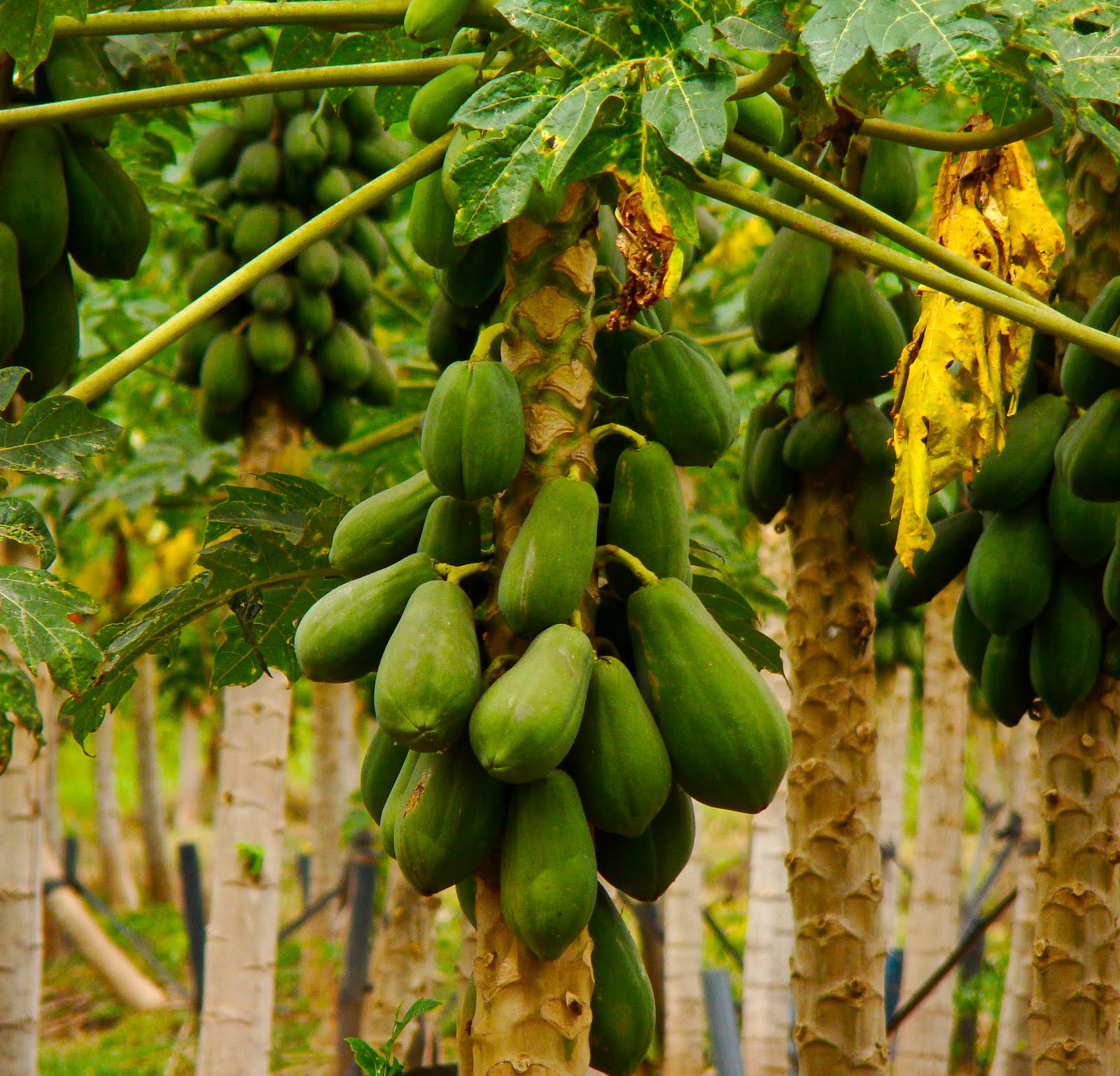 Tamarindo, Costa Rica Daily Photo Papayas hanging on a tree