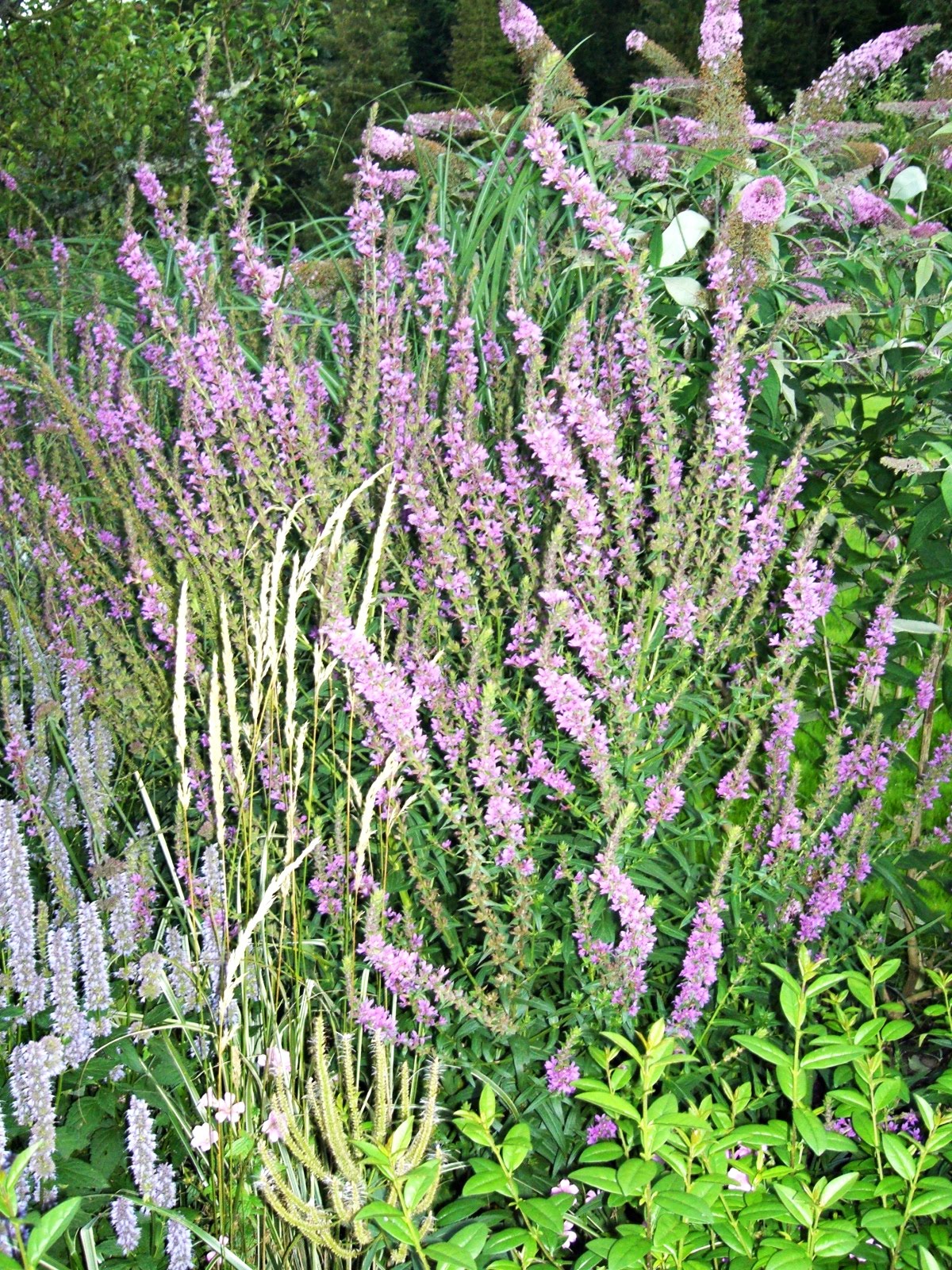 Trädgårdsmästardrömmar: augusti 2010