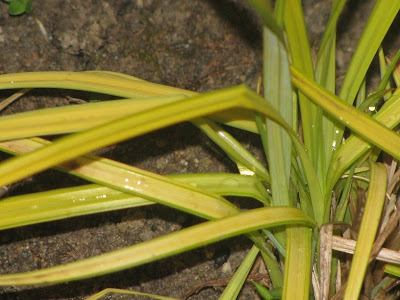 Carex  elata  '  Aurea ' Jardin-Illiane-jardin-le-soir+014