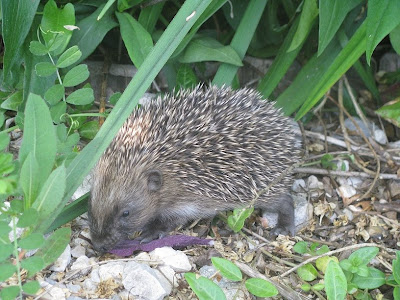 Famille Hérisson sous mes Hémérocalles ... H%C3%A9risson-Jardin-vero+094