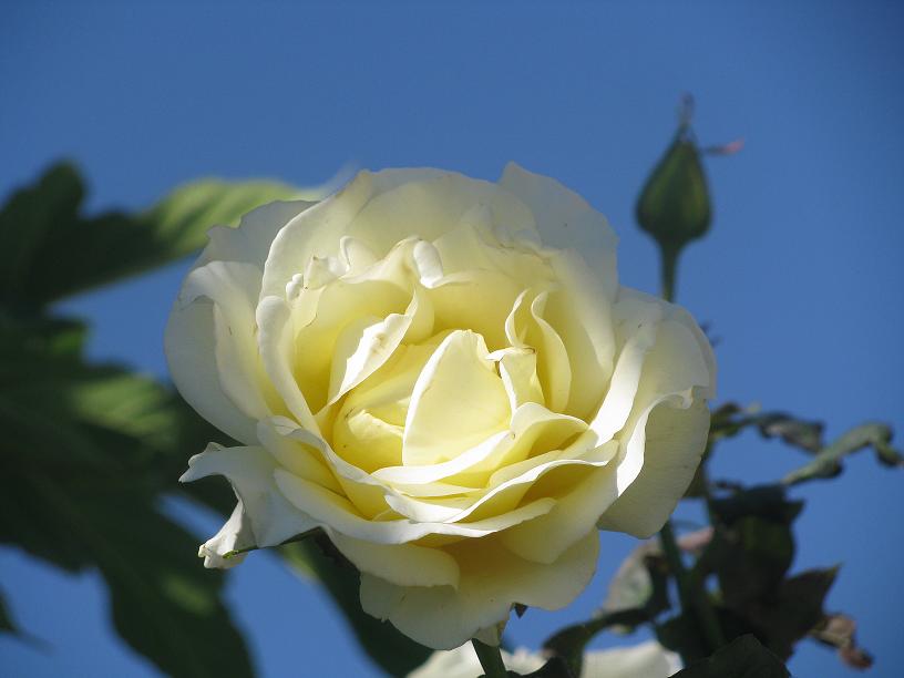 BONNE JOURNEE DE SAMEDI dans BONJOUR