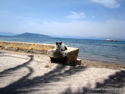 beach cat