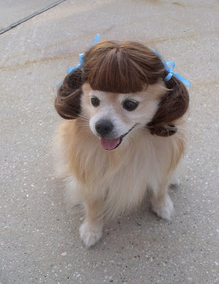 dog+and+wig.bmp