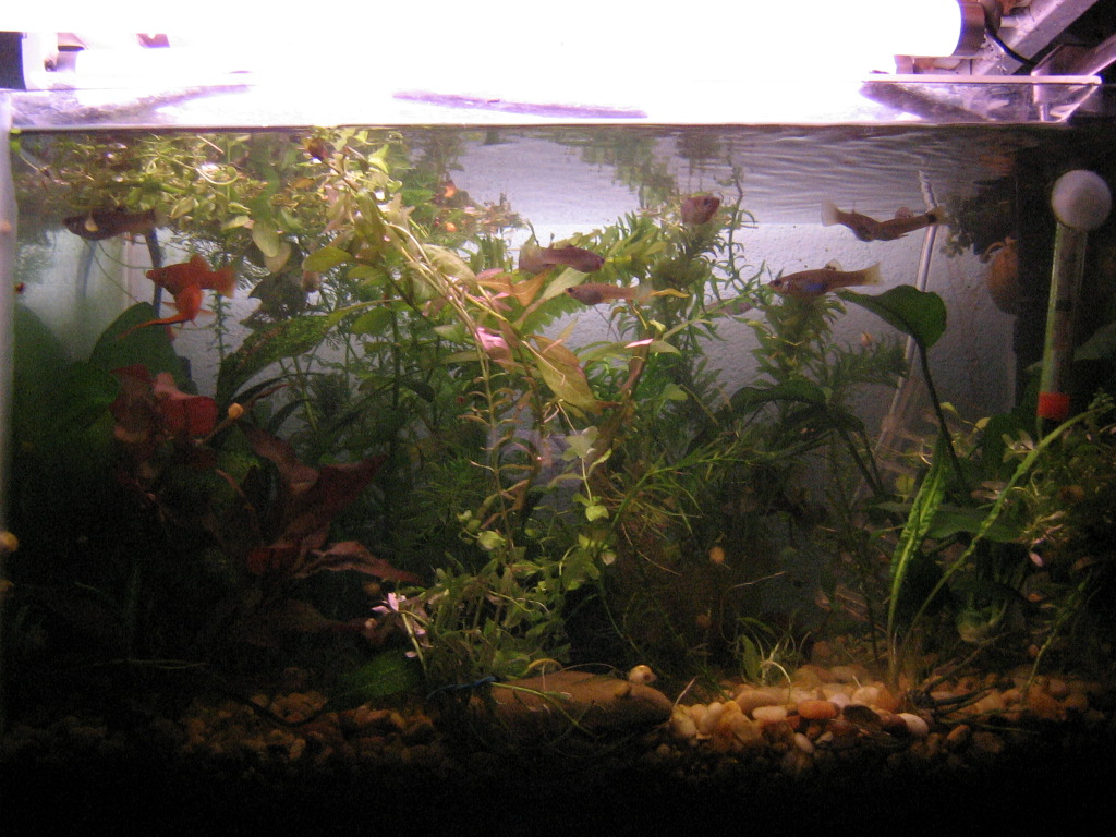 Acuarismo, jardinería, meliponicultura: noviembre 2009