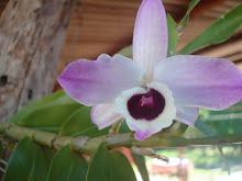 Orquídeas