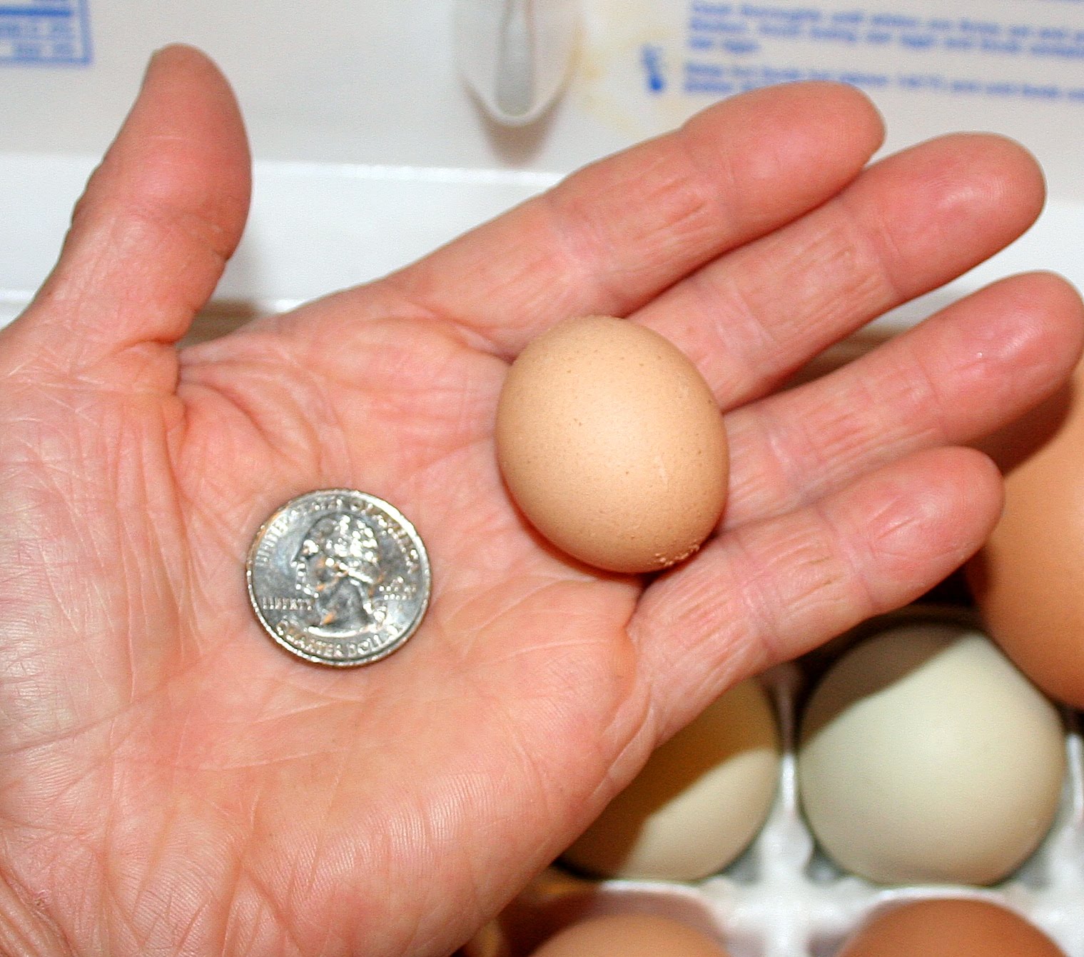 Speckled Sussex Eggs