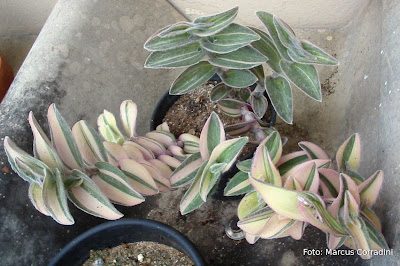 Tradescantia
