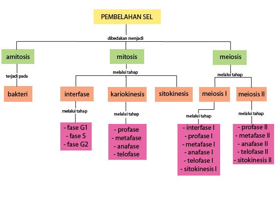 Bionicle Pembelahan Sel