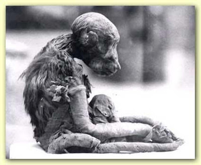Petrified Animals