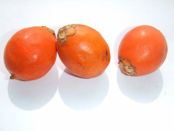 [Astrocaryum_vulgare.jpg]