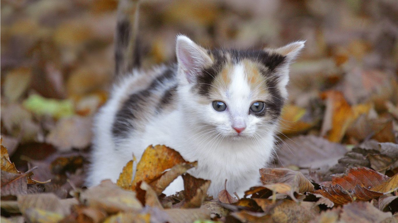 kittens_wallpaper_1366x768.jpg