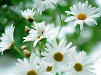 White Daisy Flower Wallpaper 1024x768 wallpaper daisy flower wallpaper flower desktop background
