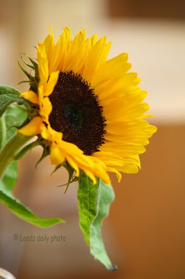 Sunflower Yorkshire