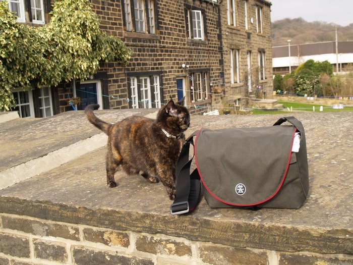 [Cat.jpg]