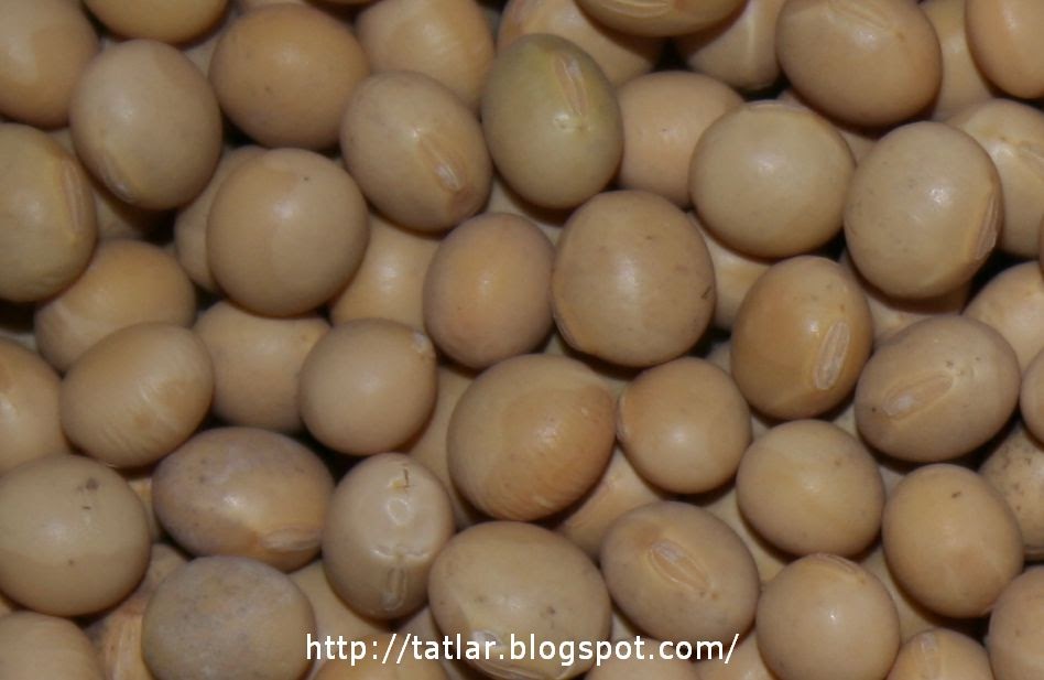 Soya Fasulyesi Nedir MUTFAK BİLGİLERİ