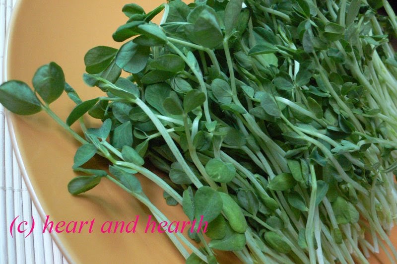 Heart and Hearth Snow Pea Sprouts Two Ways A Stir Fry and A Salad