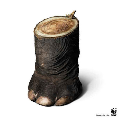 Wwf Images