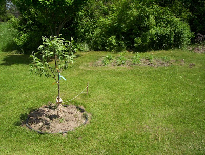 Apple Tree Forest