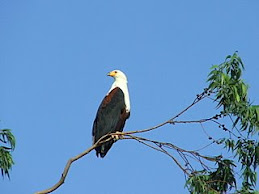 African Lake Eagle