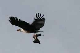 Bert or Ernie the African Fish Eagle
