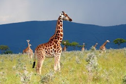a small group of giraffes