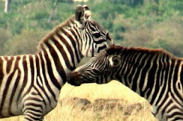nuzzling zebras
