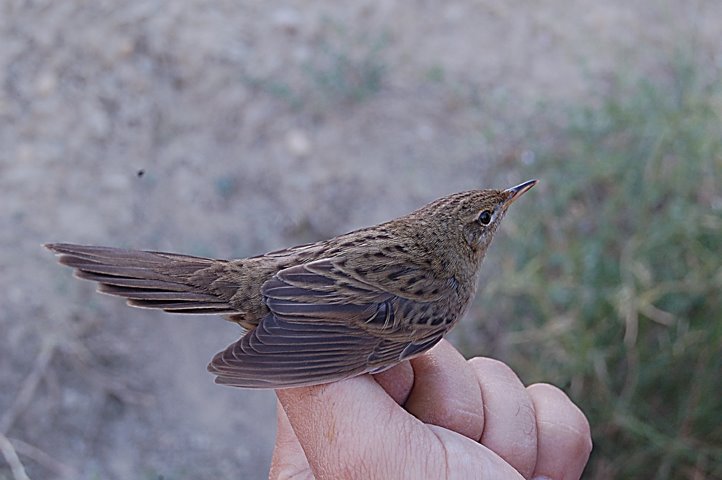 [DSC_0411+copia.JPG]