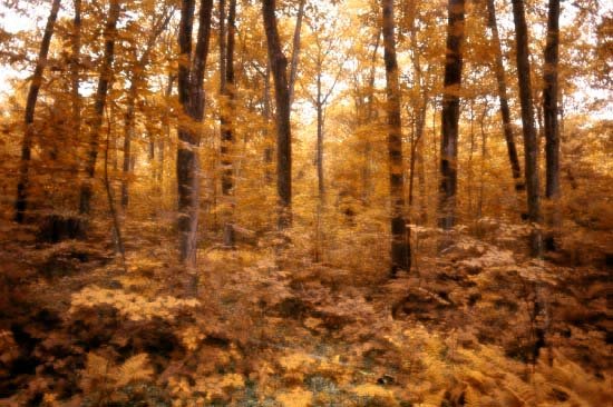 Kevadest sai sügis(peale töötlust)