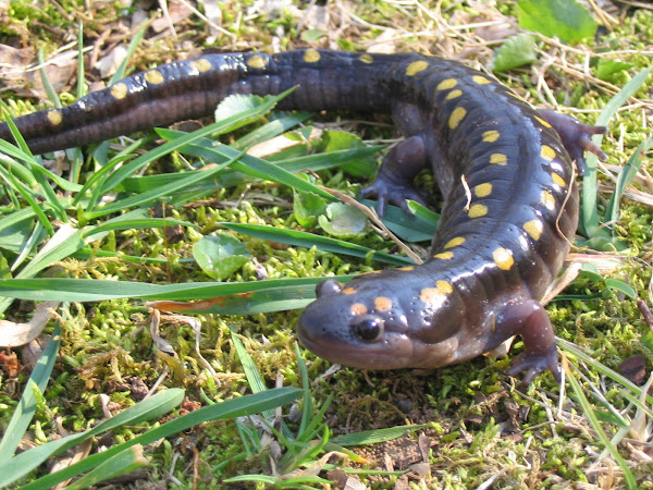 Salamander Closeup