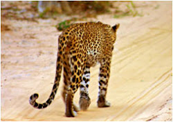 leopards in Wilpattu park (Wayamba)