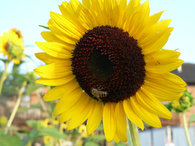 Summer Sun Flower