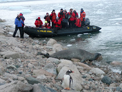 Waddell Seal and Penguin at Neko Harbor