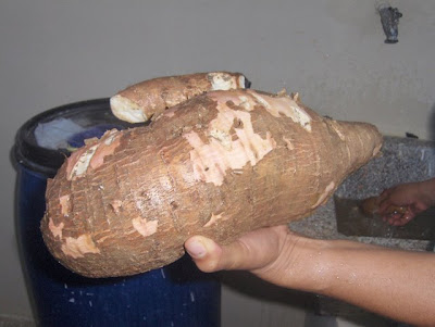 cassava vs