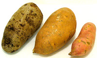 yam sweet cassava potato vs yams really but truly taste delicious good