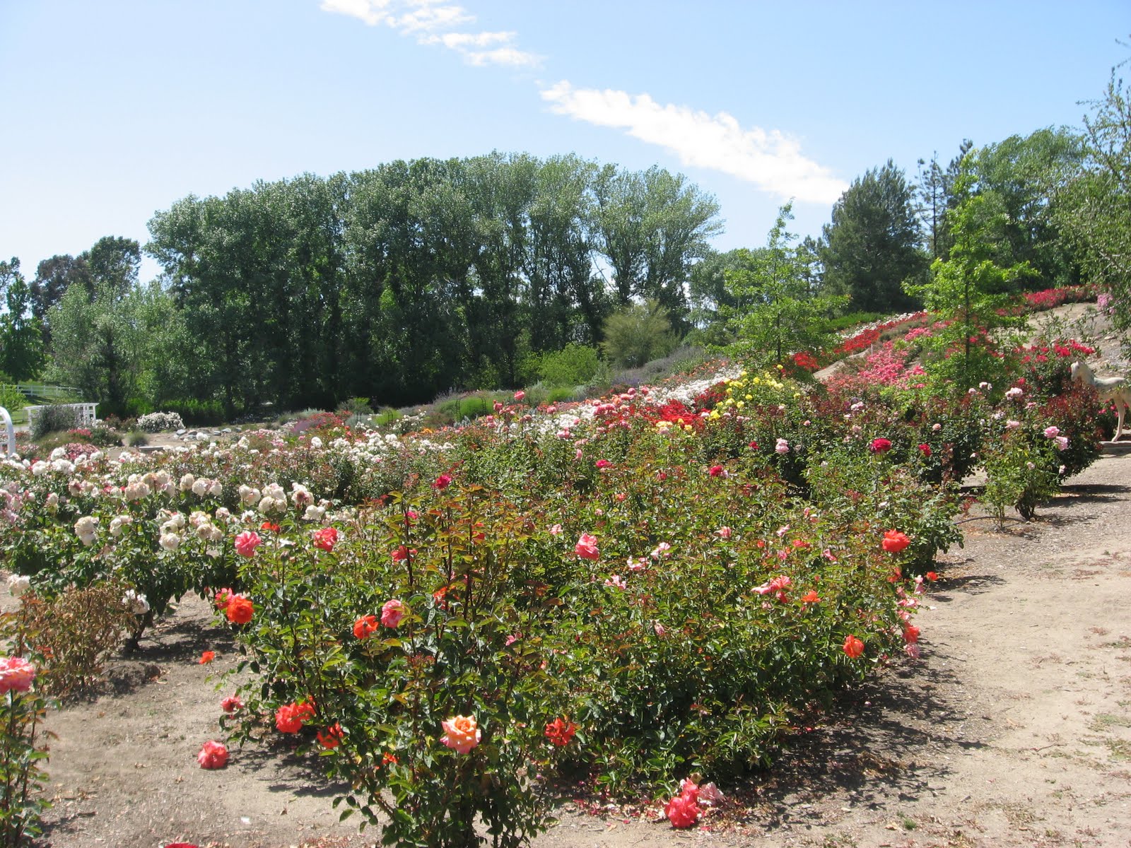 Daily Temecula Off the Beaten Path Temecula's Rose Haven Heritage Garden