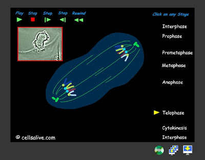 Animal Cell From Science Book. actual cell going through