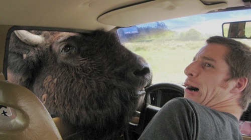 [buffaloincar.jpg]