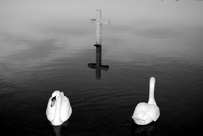 Swans and Cross