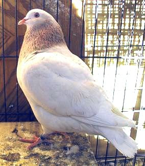 Texan Pioneer Pigeon