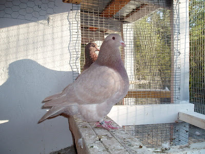 Texan Pioneer Pigeon